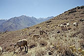 Colca Canyon